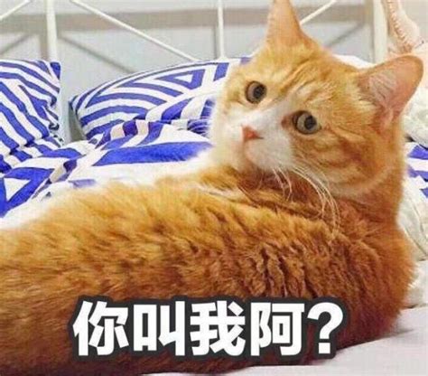 猫五行|猫属什么五行